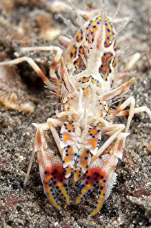 Phyllognathia: 80182552 Tiger Shrimp - on sand TK1 dive site, Lembeh
