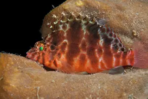 Hawkfish: 80182553 Threadfin Hawkfish - on sponge TK1 dive