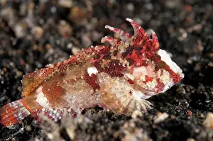 Retak: 80182558 Longspine Waspfish - on black sand Retak