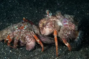 Crabs: 80182559 Anemone Hermit Crabs - pair with anemones