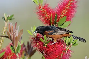 Oriole: 80183122 Orchard Oriole - male feeding on Bottlebrush