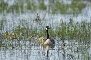 Ontario: 80183141 Canada Goose - parent and chicks Ontario