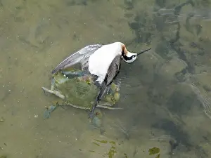 Killed: 80183169 Wilson's Phalarope - killed and eaten by