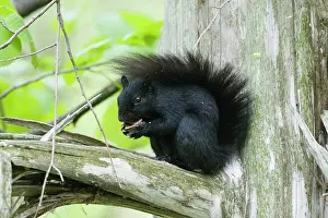 Ontario: 80183171 Eastern Grey Squirrel - black form Ontario