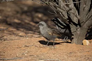 Apostlebird: 80183173 Apostlebird - foraging on the ground on