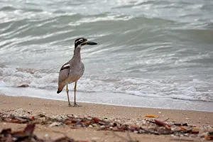 Curlew: 80183177 Beach Stone Curlew Back Beach, Mapoon