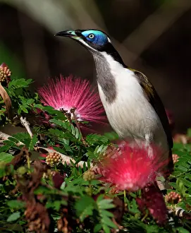 Honeyeater: 80183180 Blue-faced Honeyeater - feeding in an urban