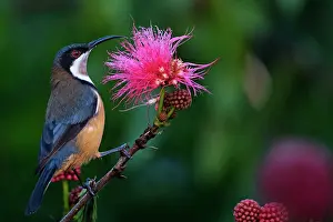Spinebill: 80183188 Eastern Spinebill - feeding on nectar