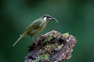 Honeyeater: 80183190 Lewin's Honeyeater - perched on log in