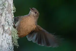 Shrikethrush: 80183193 Little Shrikethrush - feeding on a tree