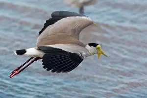 Masked: 80183194 Masked Lapwing in flight along the Cairns