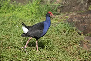 Cocked: 80183196 Purple Swamphen - walking with tail cocked