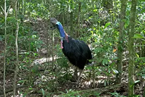 Cassowary: 80183197 Southern Cassowary - female in rainforest