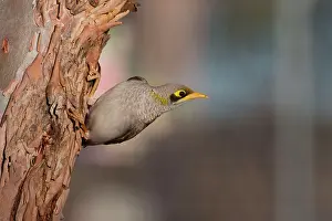 Miner: 80183204 Yellow-throated Miner - clinging onto Eucalypt