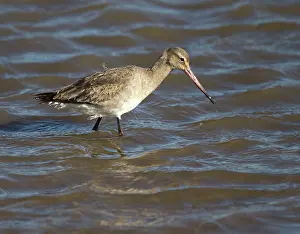 Rspb: 80183205 Black-tailed Godwit - wading in search