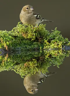 Chaffinch: 80183207 Chaffinch - adult female perched on moss