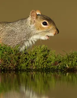 Worcestershire: 80183211 Grey Squirrel - at pool - January Worcestershire