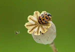 Crawling: 80183212 Harlequin Ladybird - crawling on Poppy
