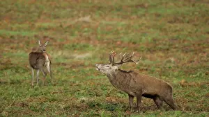 Trust: 80183225 Red Deer - stag bellowing next to hind