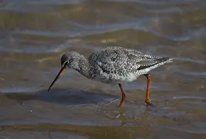 Amber: 80183228 Spotted Redshank - wading in coastal lagoon