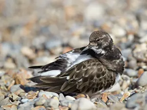 Sized: 80183229 Turnstone - resting on coastline pebbles