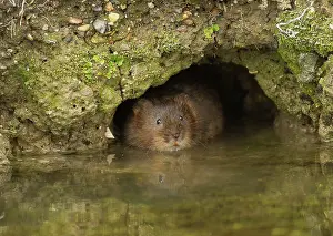 Vole: 80183230 Water Vole - at entrance of burrow at edge