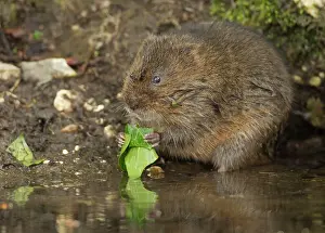 Held: 80183231 Water Vole - feeding on Ivy leaf at bank