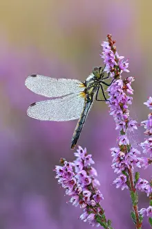 Dragonflies: 80183237 Black Darter - female dragonfly covered