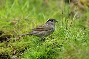 Blackcap: 80183243 Blackcap - male standing amongst the grass