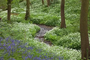 Bluebell: 80183244 Ramsons / Wild Garilc - in full flower