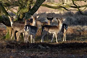 Fallow: 80183255 Fallow Deer - small group of juveniles