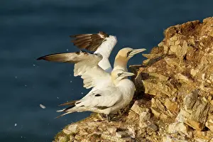 Gannet: 80183261 Gannet - having a good shake after preening