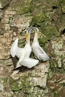 Greeting: 80183262 Gannet - greeting each other - May Bempton