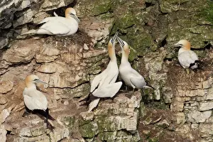 Greeting: 80183265 Gannet - greeting each other - May Bempton
