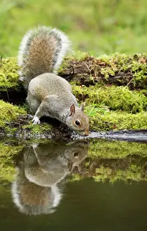 Double: 80183266 Grey Squirrel - drinking at woodland pool
