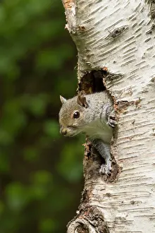 Coming: 80183268 Grey Squirrel - coming out of an old woodpecker