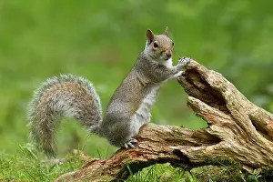 Fallen: 80183270 Grey Squirrel - standing on an old fallen