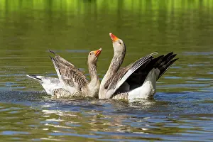Partner: 80183271 Greylag Goose - pair in courtship display
