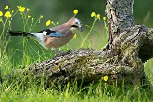 Fallen: 80183277 Jay - on old fallen tree in a buttercup