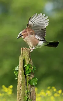 Buttercup: 80183278 Jay - landing on old fence post in buttercup