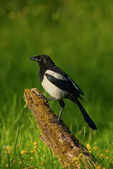 Guy Rogers: 80183287 Magpie - standing on old stump in evening