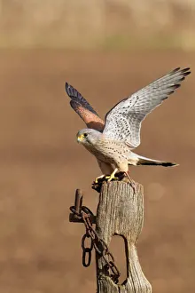 Guy Rogers: 80183288 Kestrel - male landing on old post with