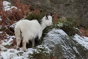 Guy Rogers: 80183289 Feral Goat - on the hillside in Snowdonia