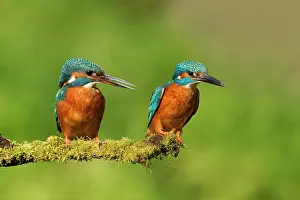 Guy Rogers: 80183291 Kingfisher - female and male perched on