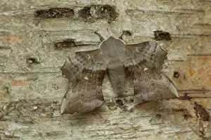 Guy Rogers: 80183295 Poplar Hawk-moth - resting on Silver Birch