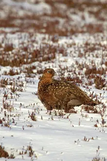 Guy Rogers: 80183298 Red Grouse - female amongst heather in