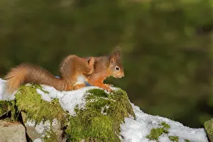 Guy Rogers: 80183301 Red Squirrel - scratching - on snow covered