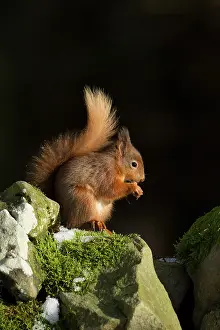 Hazelnut: 80183302 Red Squirrel - eating hazelnut on stone