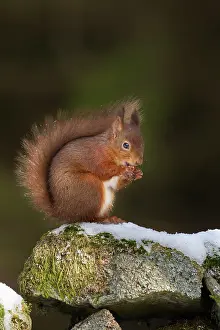 Guy Rogers: 80183305 Red Squirrel - eating hazelnut on stone