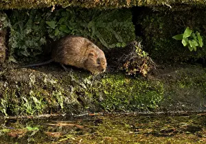 Canal: 80183311 Water Vole - on small ledge along canal